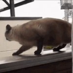 Pulo do Gato