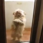 Cachorro dançando Salsa